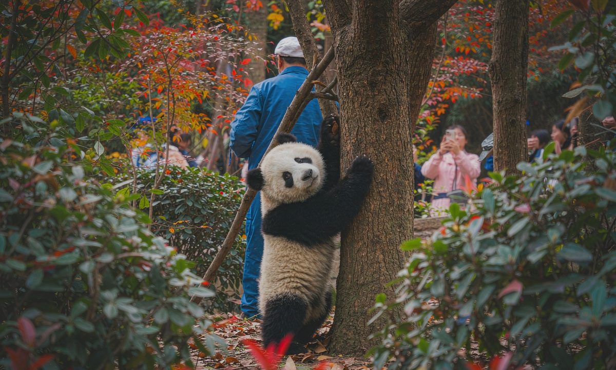 月亮产房幼年大熊猫