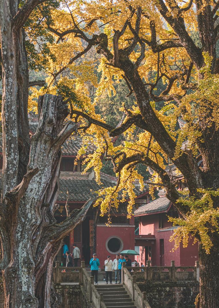 大邑白岩寺千年银杏,成都周边赏秋