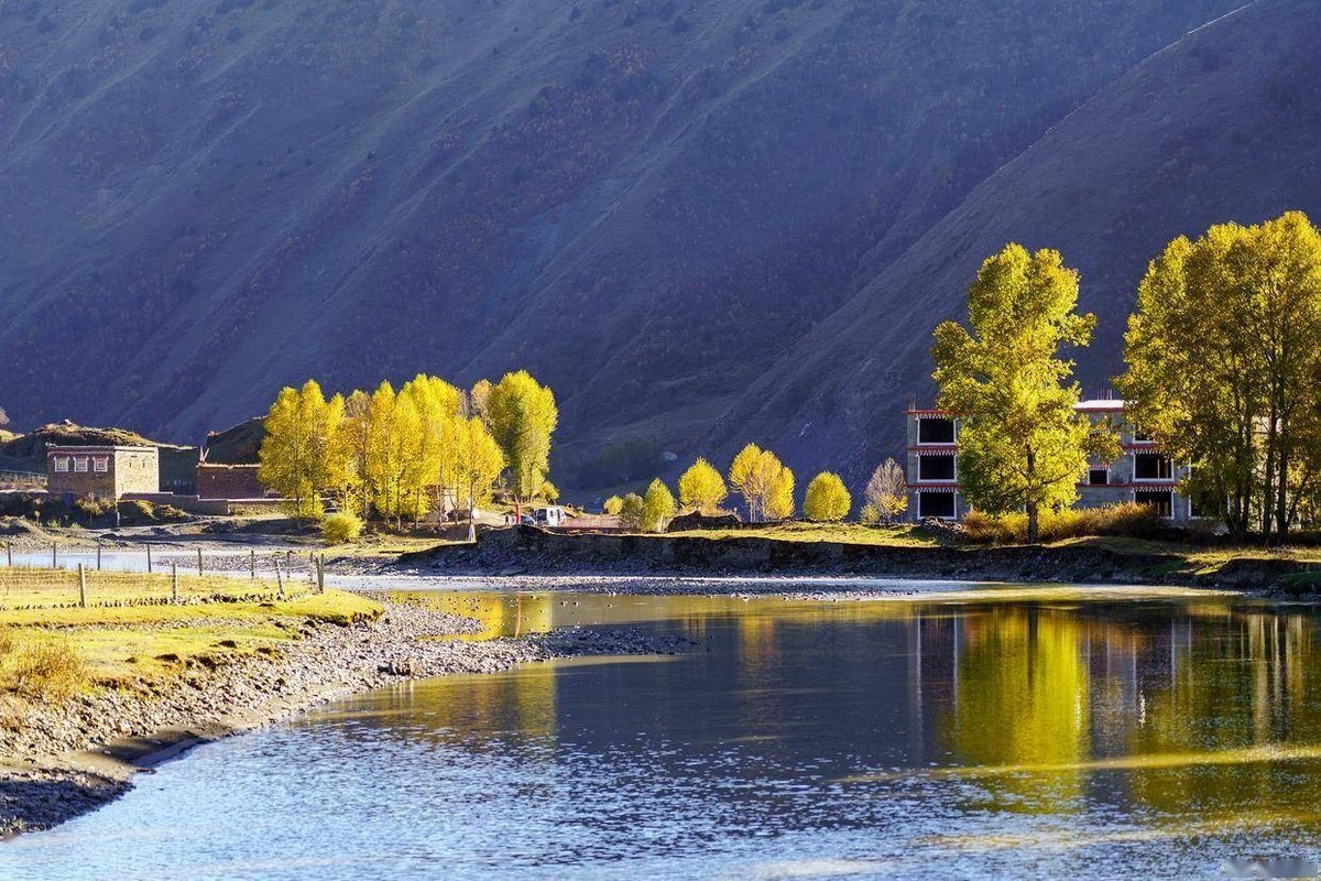 Xinduqiao golden poplars