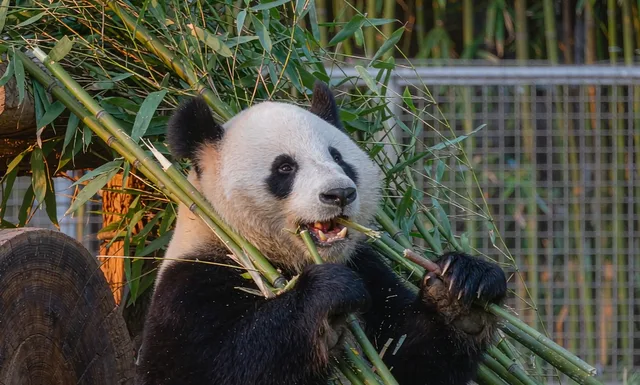 成都熊猫基地避坑
